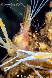 Ghost shrimp with a friend by Stuart Ganz 